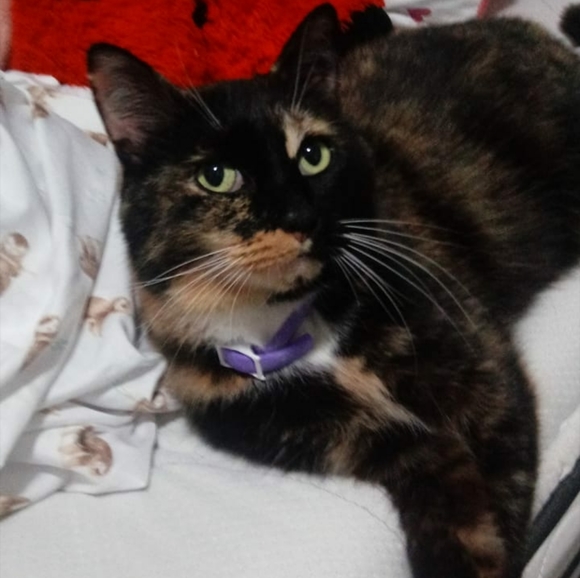 ✌♥🇺🇸♥🇺🇸♥🇺🇸♥✌ - Picture 2 of 14